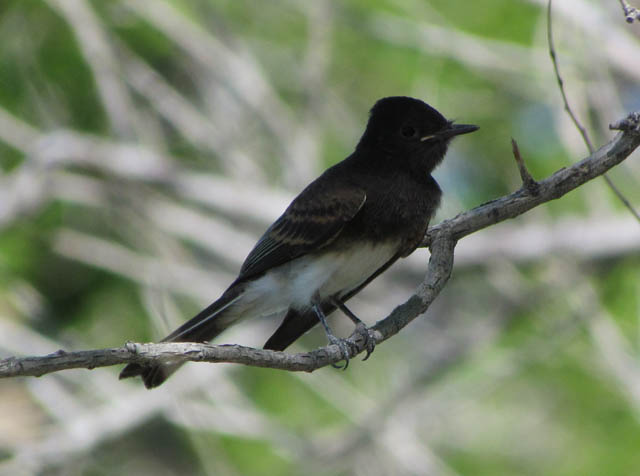 Black Phoebe